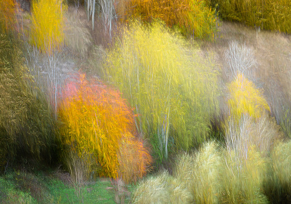 Autumn Colour at Ladykirk. RPS Scotland Exhibition 2023/24.